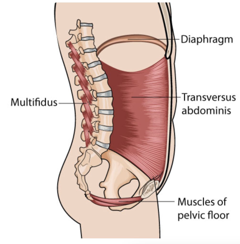 The multifidus, the deep stabilizing muscle running along the lower spine